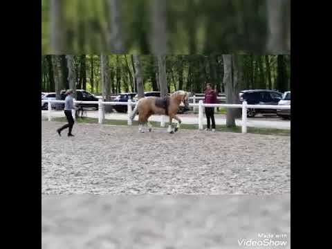 Mr Miagi S Longues rênes