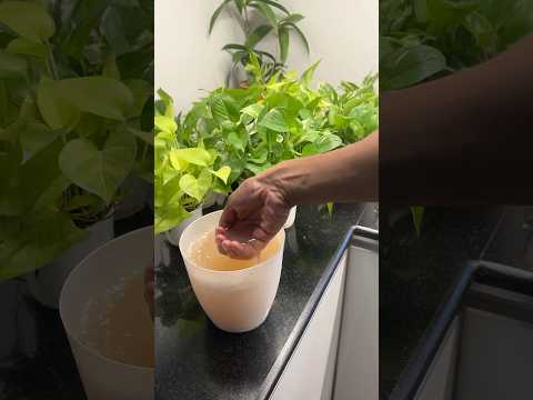 Home made fertiliser for plants #jishnuuthaman #plants #indoorplants #garden