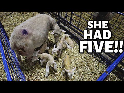 , title : '7 DAYS OF LAMBING: DAY ONE (A set of quads & quints ON THE FIRST DAY of LAMBING!) Vlog 347