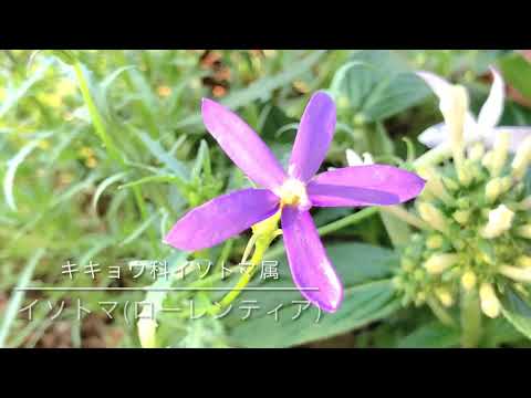 スイカズラの植物の葉、香りのよい花、屋外の多年生の庭、登山