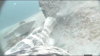 Newswise:Video Embedded novel-tag-provides-first-detailed-look-into-goliath-grouper-behavior