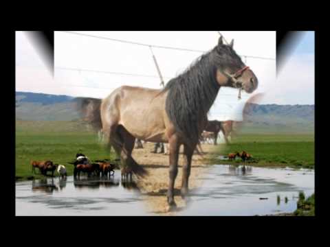 Лхагвасүрэн- Адууны илчинд жавар тайтгарна