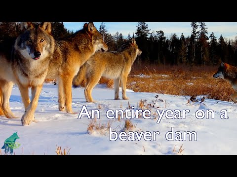 An entire year on a beaver dam