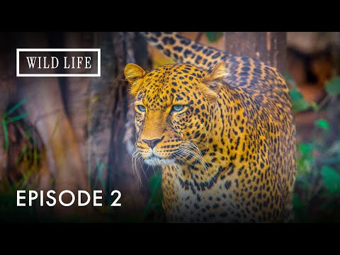 The Elusive Leopard: Africa's Master Survivor Facing Extinction | End Of The Big Cats | Episode 2