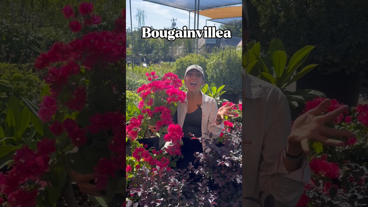 Pink Bougainvillea care and growing tips for Austin Texas gardens