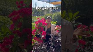 Bougainvillea Care & Growing Tips