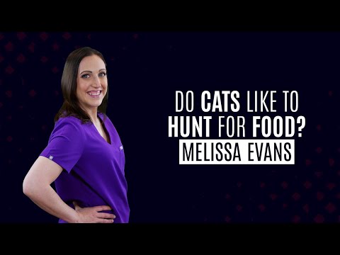 Do cats like to hunt for food?  The answer may surprise you!