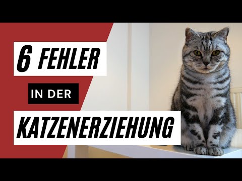 6 Fehler in der Katzenerziehung 🐈 - diese Fehler solltest du vermeiden ⚠️