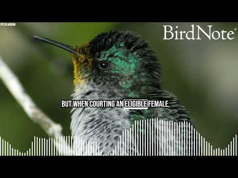 Juan Fernandez Firecrown