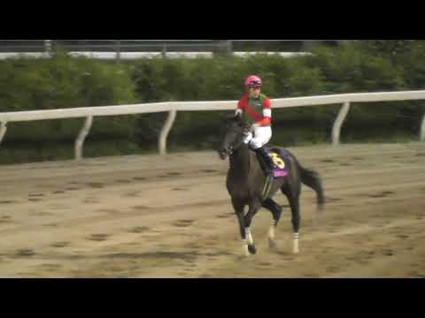 2017 第14回 レディスプレリュード（ＪｐｎII）ウィニングラン 現地映像 クイーンマンボ