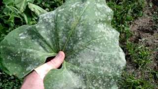 White Powdery Mildew on Leaves: What to do....