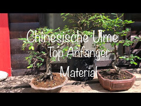Chinesische Ulme Erfahrungen und Motivation vom Anfänger Bonsai oder Kleinholz 2024-19