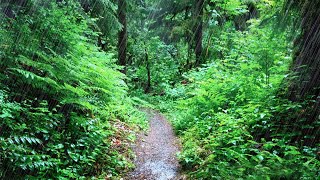 Rainy Day Pacific Northwest | Rain Sounds for Sleeping, Studying, Reading, Homework | White Noise