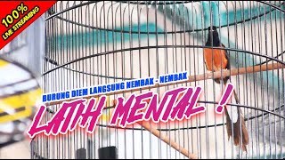 Download lagu LIVE 🔴 SIMULASI LOMBA MURAI BATU - Sekali Dengar Lawan AUTO GACOR Nembak - Nembak mp3
