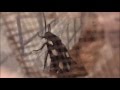 Domino Cockroaches Therea petiveriana