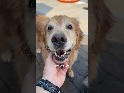 suprising my dog for her 10th birthday 🥺