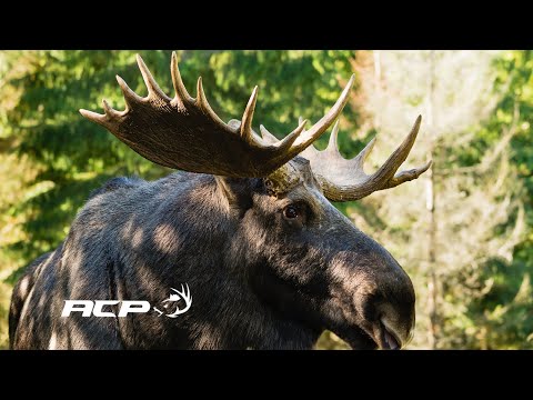 Michel Therrien - Discovery of moose rubbings