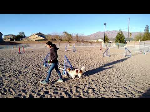 How to Train an Independent Agility Jump