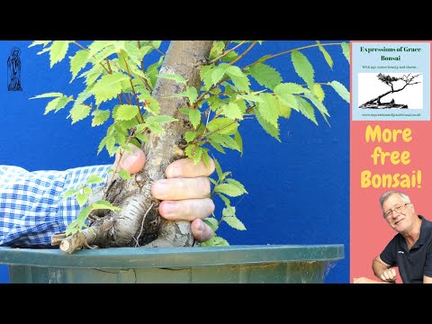 Unlocking the truth of my 2022 Yamadori Stumps: Was it worth the effort?