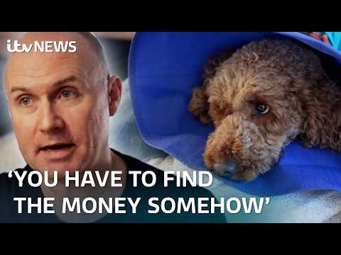 Vet bills - can you save money? | ITV News