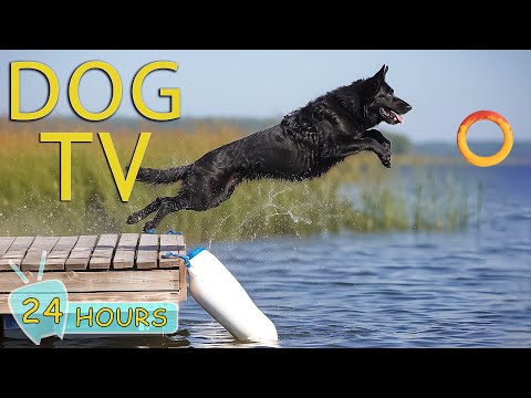 Dog TV: Entertainment Video for Dogs - The Ultimate to Ease Your Dogs Anxiety When Home Alone