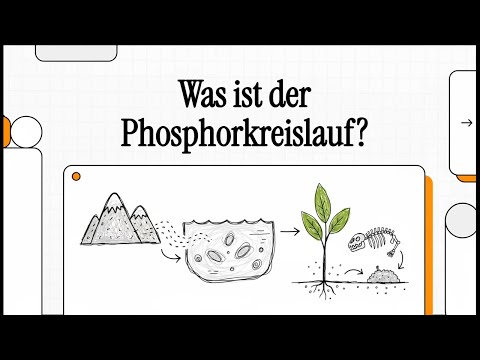 Was ist der Phosphorkreislauf? | EINFACH ERKLÄRT