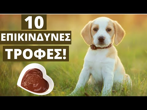 , title : '10 Τροφές Που Μπορούν Να Σκοτώσουν Το Σκύλο Σας (Επικίνδυνες & Τοξικές)!'