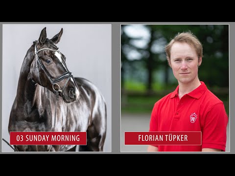 Sommer-Auktion Trainingsvideo Lot 3 Sunday Morning Wallach v. Sir Heinrich - Stoiber SN
