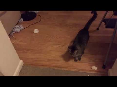 Elista Cat - ¡Ándale, Ándale, Arriba, Arriba!