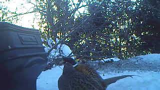 Four At Home Feeder Jan 2017