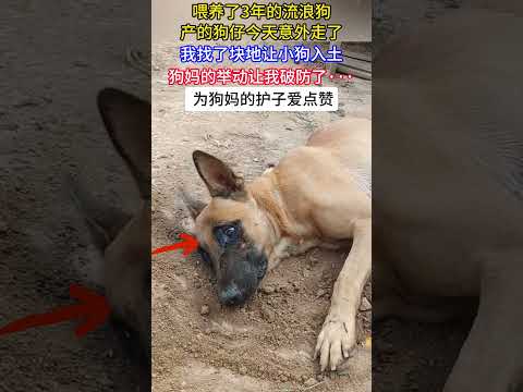 小狗離世，狗爸爸傷心淚流，我找了塊地讓小狗入土，結果狗媽舉動讓我破防了··#狗狗的心思都寫在臉上了#正能量#真情流露#熱門#真實#感動一幕#記錄生活#流浪狗救助#萬物都有靈#關愛流浪狗