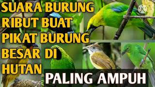 Download lagu suara burung ribut ANDALAN yang terbukti ampuh 💯% pikat burung di mana saja mp3 Download lagu suara burung ribut ANDALAN yang terbukti ampuh 💯% pikat burung di mana saja mp3