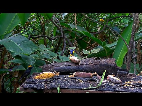 Panama Fruit Feeder Cam New Species: Tawny-crested Tanager – April 29, 2020