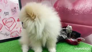 ポメラニアンの動画01