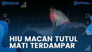 VIRAL Hiu Macan Tutul Mati Terdampar di Pantai Kincir Salido Kecamatan IV Jurai Pesisir Selatan