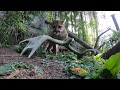 Rescued Cougar Cubs Pounce And Play