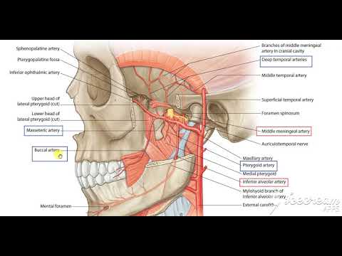 Maxillary artery 10