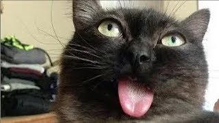 Я РЖАЛ ПОЛ ЧАСА / СМЕШНЫЕ ЖИВОТНЫЕ , КОТЫ СОБАКИ И ДРУГИЕ ПРИКОЛЫ