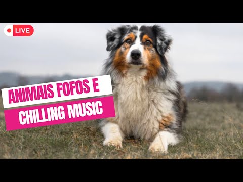 Animais e chilling music