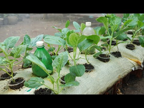 Let s grow bitter melon for your family this way it s very fruity and easy to make