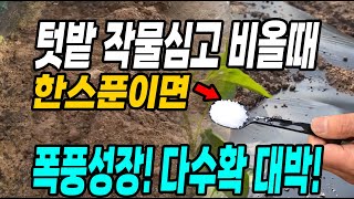 텃밭작물심고 비올때 이것 한스푼이면 폭풍성장하고 다수확 대박납니다!