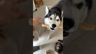 Download lagu 🐶🍫 Giant Wafer Rolls for Adorable Puppies! Which One Stole Your Heart? 😍❤️ #shorts mp3
