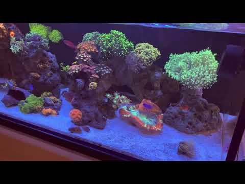 New Radion XR15 G6’s over the tank !