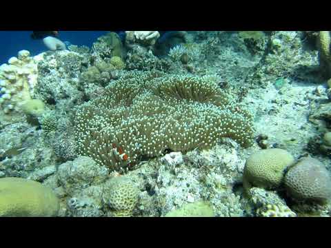 A couple of percula clownfish on the Great Barrier Reef.