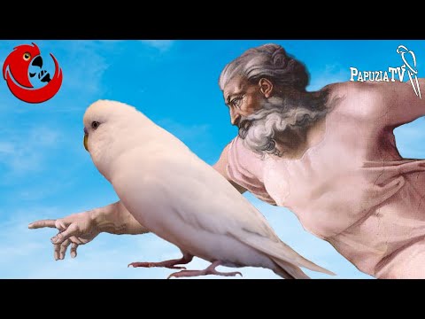 Gadająca papużka falista Józio - Rozmowy o Bogu i istocie bytu