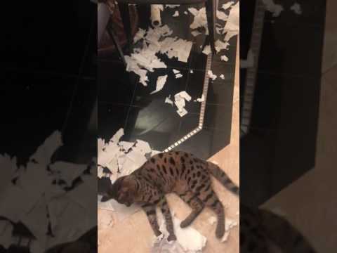 Savannah cat vers paper towel roll