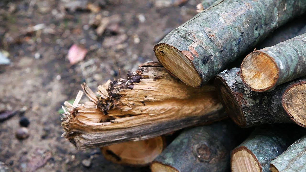 How to Pick Wood for a Campfire | Camping
