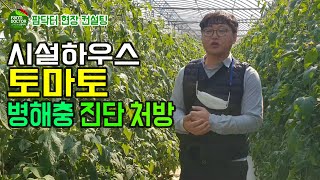 시설하우스 토마토, 흰가루병,시들음병,굴파리 병해충 진단과 처방