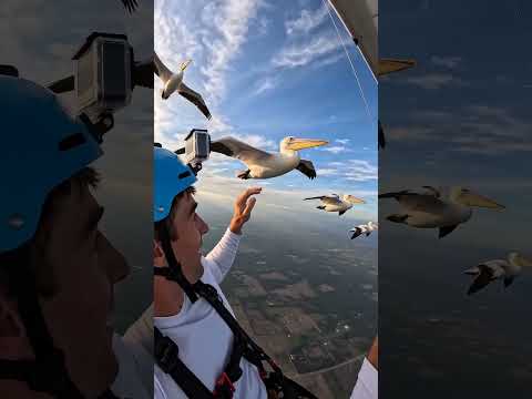 I Didn't Expect the Pelican to Do This #wildlife #hangliding #shocking