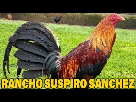 Rancho Suspiro Sánchez Kelso Asil Yellow Leg Hatch